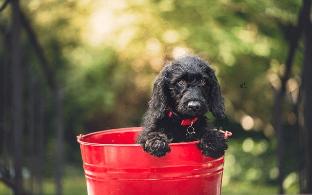 Tips For Bathing Your Dog